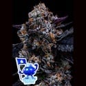 Free Blueberry Nation (Anesia Seeds) Feminizada