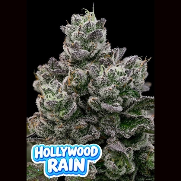 Hollywood Rain (Anesia Seeds) Feminizada