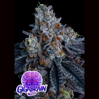 Giga Brain Auto (Anesia Seeds) Feminizada