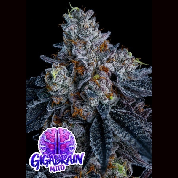 Giga Brain Auto (Anesia Seeds) Feminizada