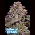 Hollywood Rain Auto (Anesia Seeds) Feminizada