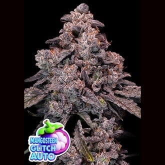 Mangosteen Glitch Auto (Anesia Seeds) Feminizada