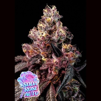 Soda Rose Auto (Anesia Seeds) Feminizada