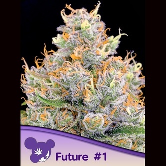 Future 1 (Anesia Seeds) Feminized