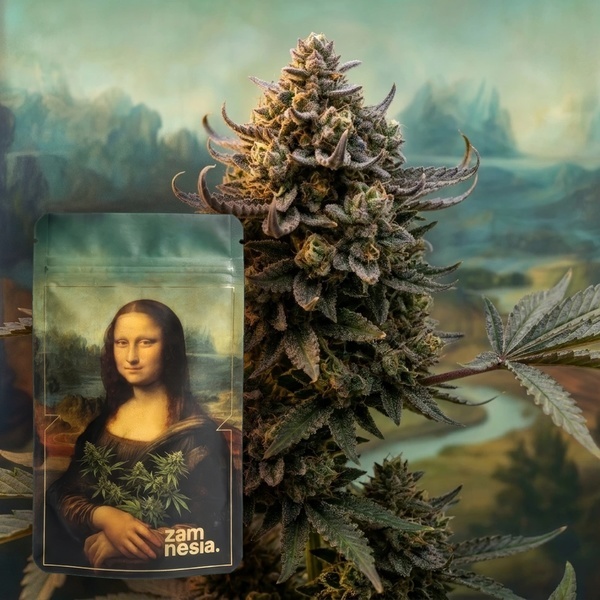 Lisa's Secret (Zamnesia Seeds) Feminizada