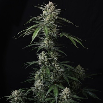 Banana Guava Auto (Fast Buds) Feminizada