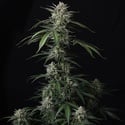 Banana Guava Auto (Fast Buds) Feminizada
