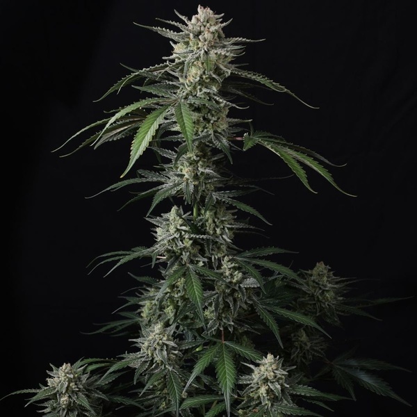 Banana Guava Auto (Fast Buds) Feminizada