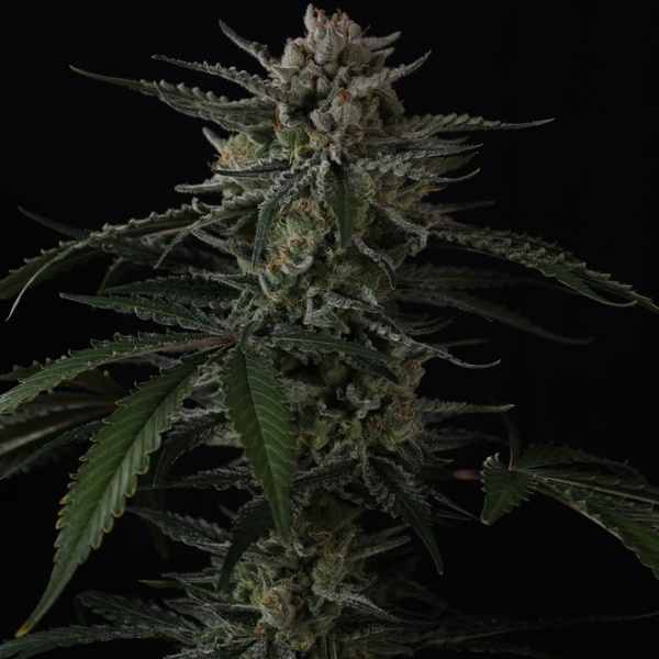 Banana Guava Auto (Fast Buds) Feminizada