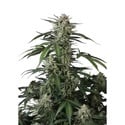 Banana Guava Auto (Fast Buds) Feminizada