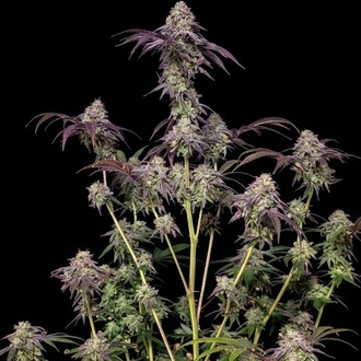 Biscotti Gelato (Fast Buds) Feminizada