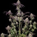 Biscotti Gelato (Fast Buds) Feminizada