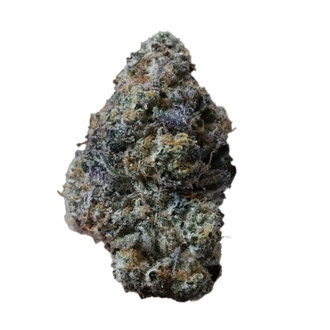 Gary Sherbet (Fast Buds) Feminizada