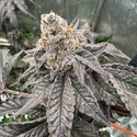 Gary Sherbet (Fast Buds) Feminizada