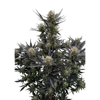 Guava Auto RF3 (Fast Buds) Feminizada