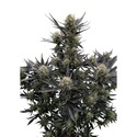 Guava Auto RF3 (Fast Buds) Feminizada