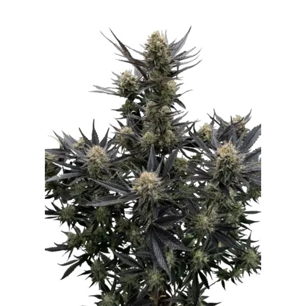Guava Auto RF3 (Fast Buds) Feminizada