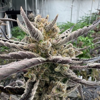 Guava Auto RF3 (Fast Buds) Feminizada