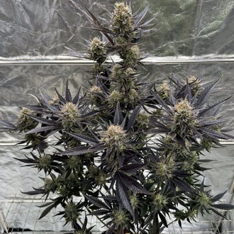 Guava Auto RF3 (Fast Buds) Feminizada