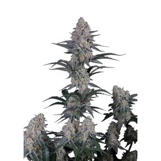 Guava Sundae Auto (FastBuds) feminizada