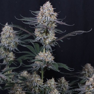 Guava Sundae Auto (Fast Buds) Feminizada