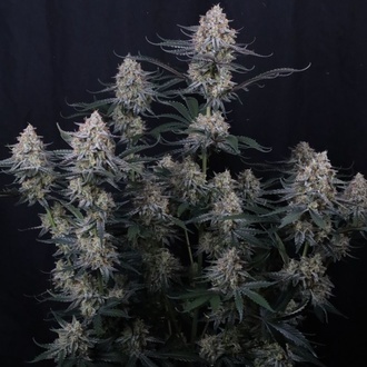Guava Sundae Auto (Fast Buds) Feminizada