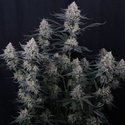 Guava Sundae Auto (Fast Buds) Feminizada