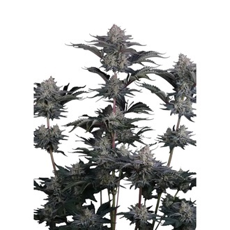 Mendo Frost Auto (Fast Buds) Feminizada
