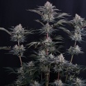 Mendo Frost Auto (Fast Buds) Feminizada
