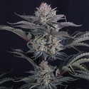 Mendo Frost Auto (Fast Buds) Feminizada