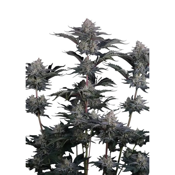 Mendo Guava Auto (Fast Buds) Feminizada