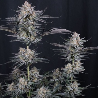 Mendo Guava Auto (Fast Buds) Feminizada