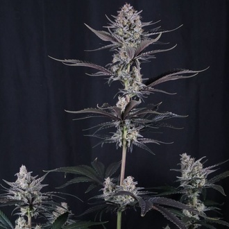 Mendo Guava Auto (Fast Buds) Feminizada