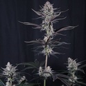 Mendo Guava Auto (Fast Buds) Feminizada