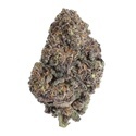 Papayton (Fast Buds) Feminizada