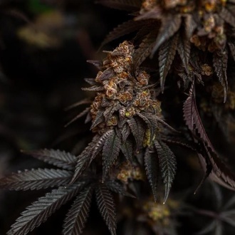 Papayton (Fast Buds) Feminizada