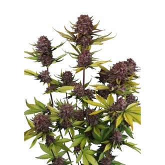 Purple Lemonade Auto RF3 (Fast Buds) Feminizada