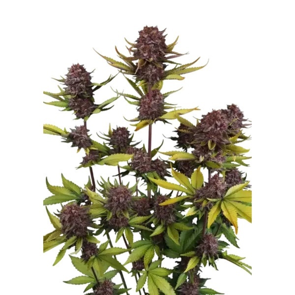 Purple Lemonade Auto RF3 (Fast Buds) Feminizada