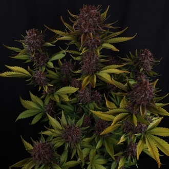 Purple Lemonade Auto RF3 (Fast Buds) Feminizada