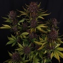 Purple Lemonade Auto RF3 (Fast Buds) Feminizada