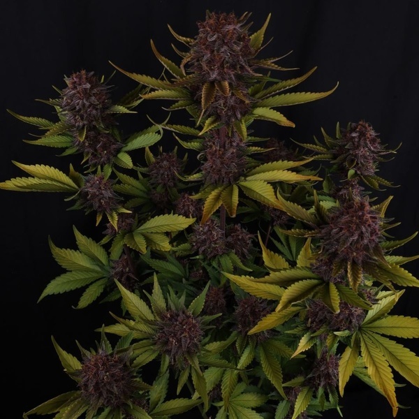 Purple Lemonade Auto RF3 (Fast Buds) Feminizada