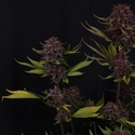 Purple Lemonade Auto RF3 (Fast Buds) Feminizada