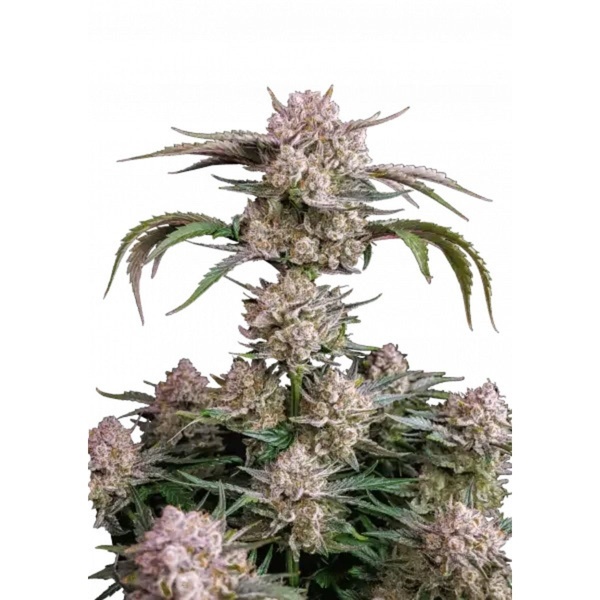 Strawberry Gorilla Auto RF3 (Fast Buds) Feminizada