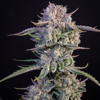 Strawberry Gorilla Auto RF3 (Fast Buds) Feminizada