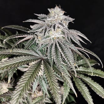 Cherry Melt (Pure Instinto) Feminizada