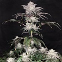 Cherry Melt (Pure Instinto) Feminizada