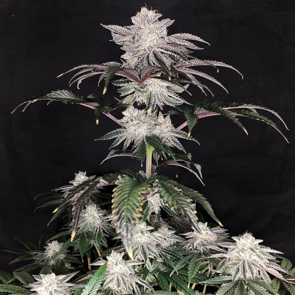 Cherry Melt (Pure Instinto) Feminizada