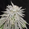 Yuzu Grape Kush (Pure Instinto) feminizada