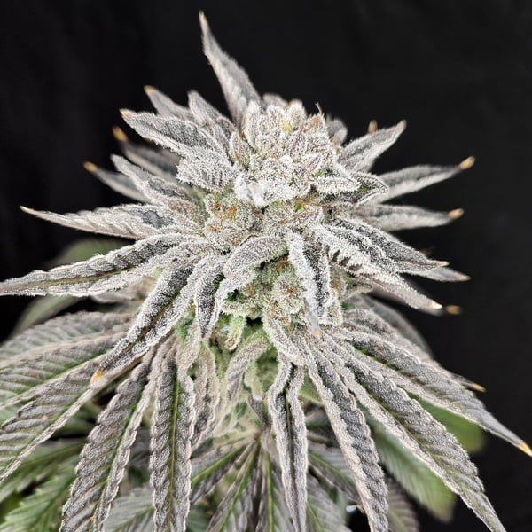 Yuzu Grape Kush (Pure Instinto) feminizada