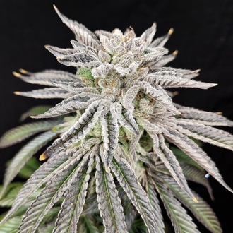 Yuzu Grape Kush (Pure Instinto) Feminizada